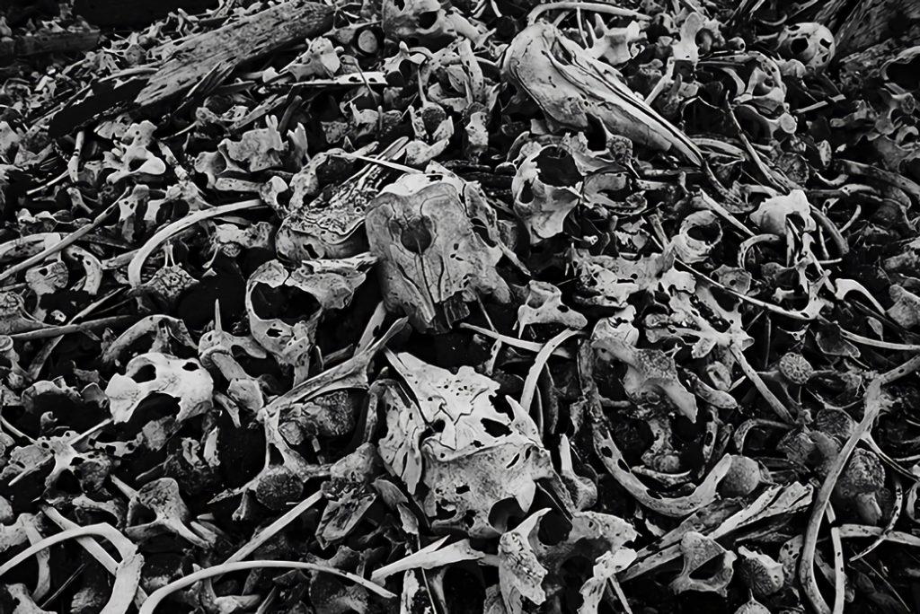 いまだ浜辺に山積みで残されている、捕獲されたベルーガの骨　©半田也寸志